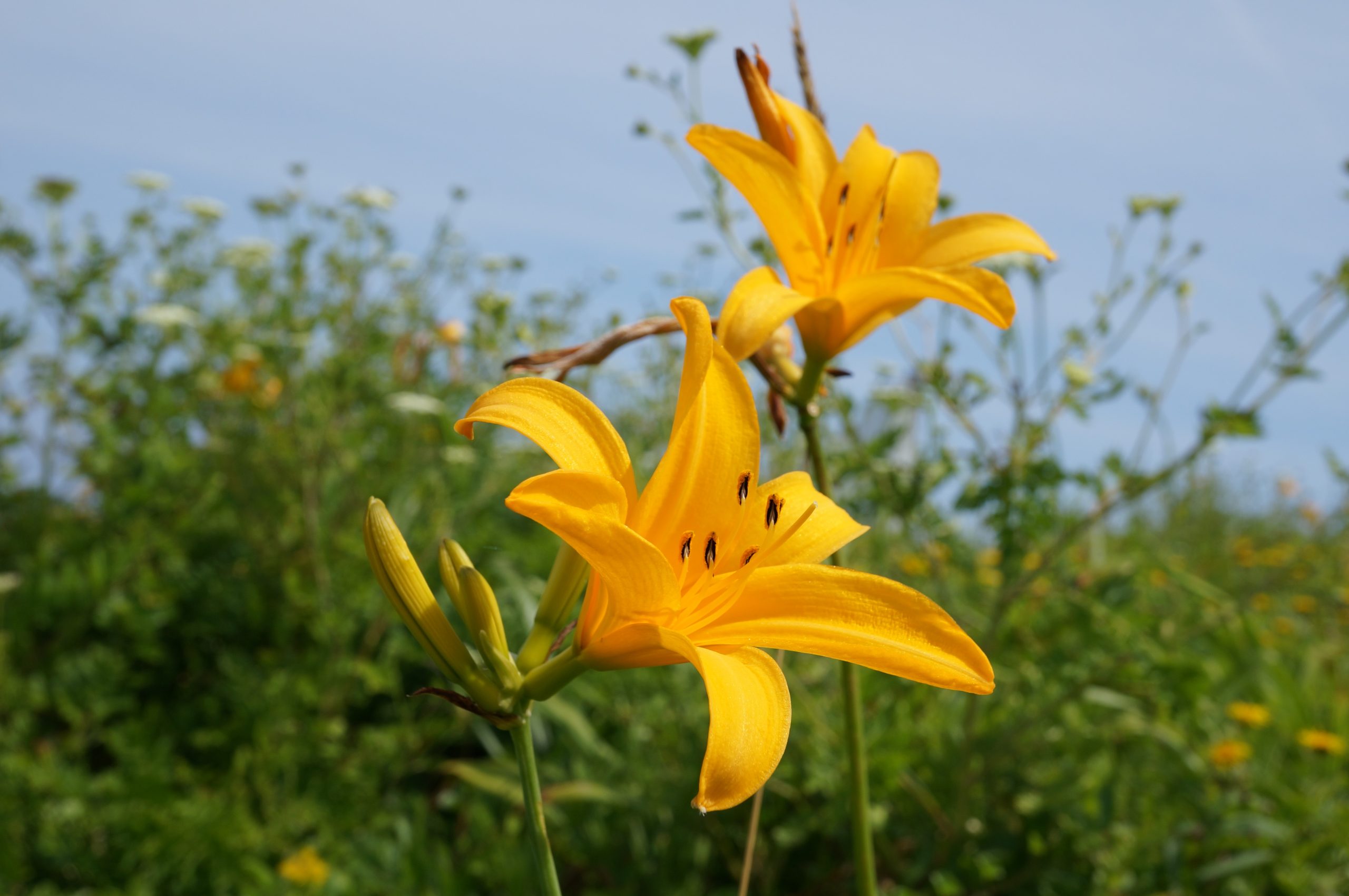 DSC01708-e1445330513311