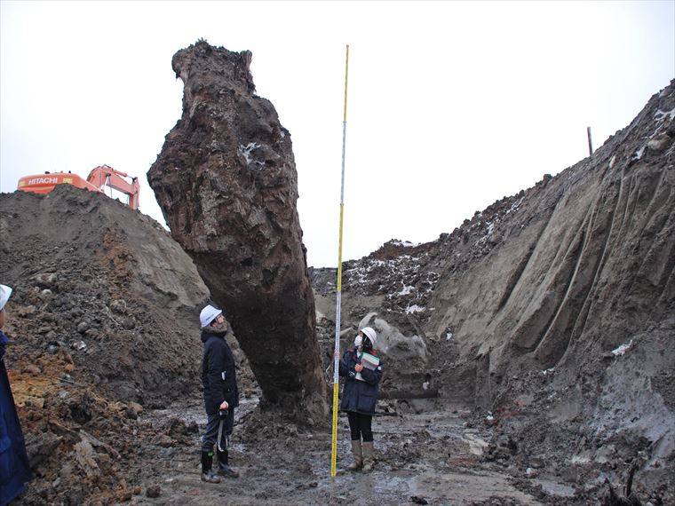 地中の中から掘り起こされた埋もれ木（秋田県）