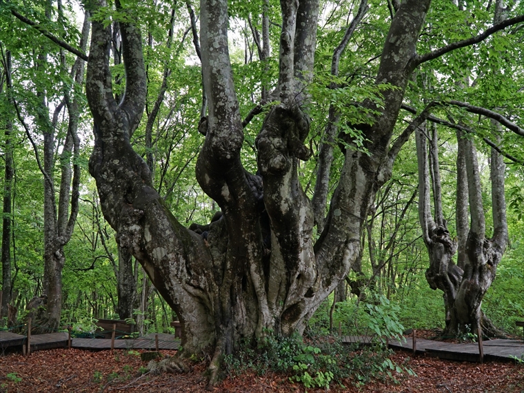 樹高25m、幹周り7.62mの巨大なあがりこ大王（秋田県）