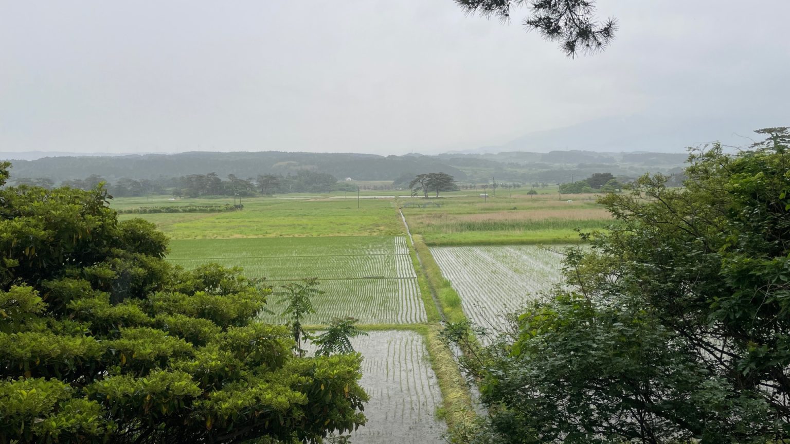 梅雨の時期の水田の様子