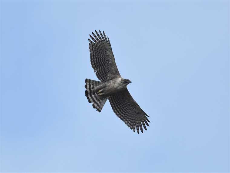 空高く羽ばたくクマタカの様子