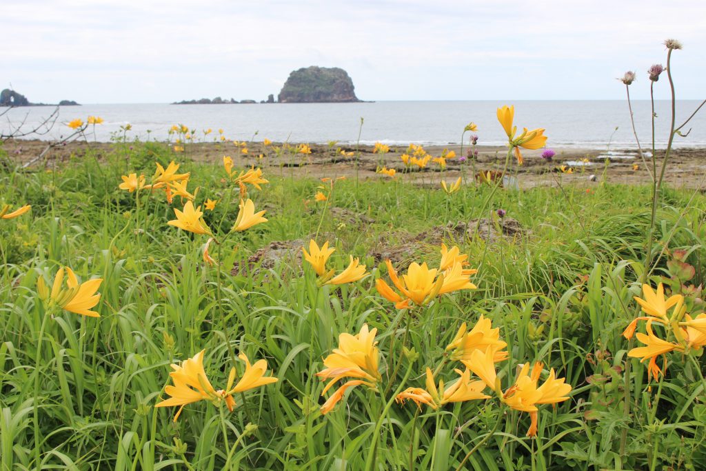 トビシマカンゾウの群落