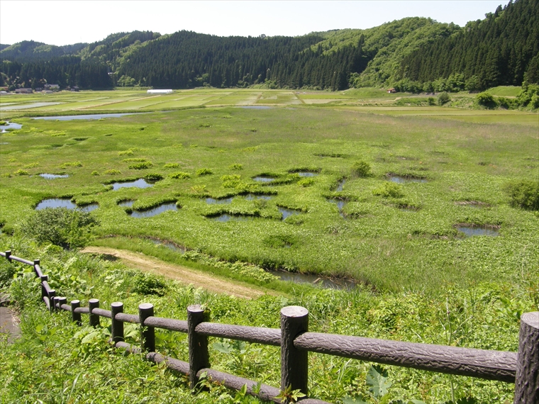湿原のなかに広がる大小の水たまり（池とう）が美しく加田喜沼湿原