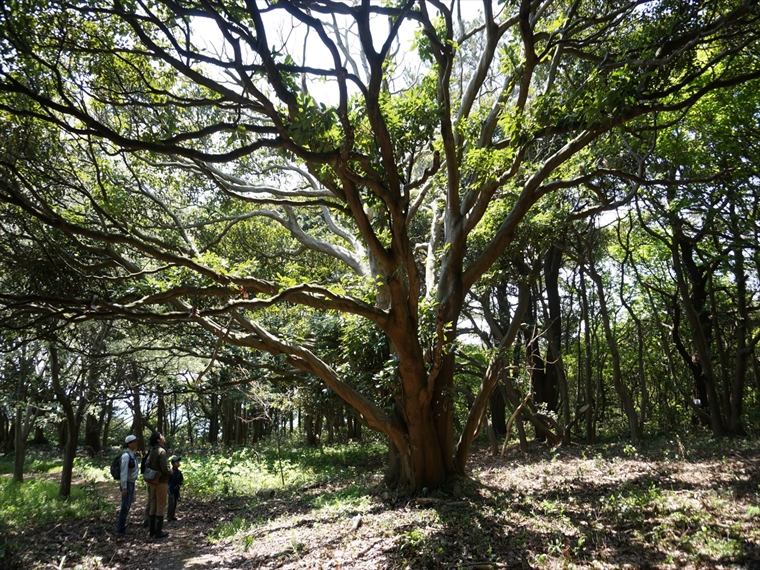 自然の力強さを感じさせる巨木の森【飛島】