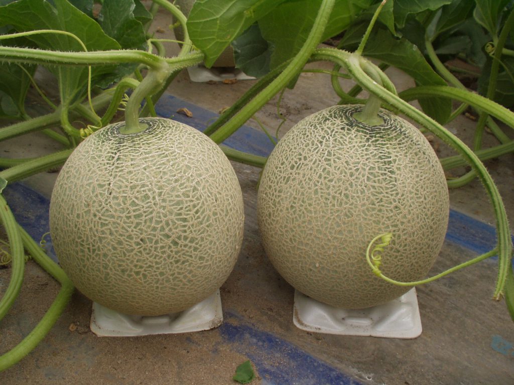 庄内砂丘で栽培されるアンデスメロン