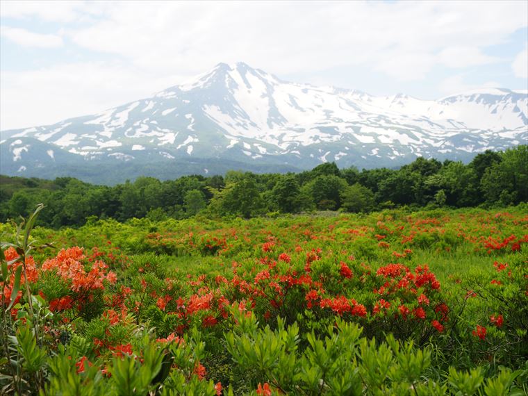 レンゲツツジが美しい桑ノ木台湿原（秋田県）