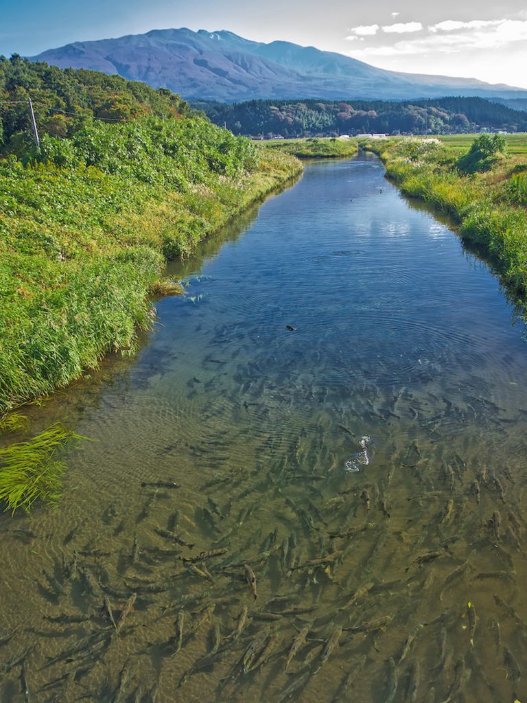 牛渡川を遡上するサケ