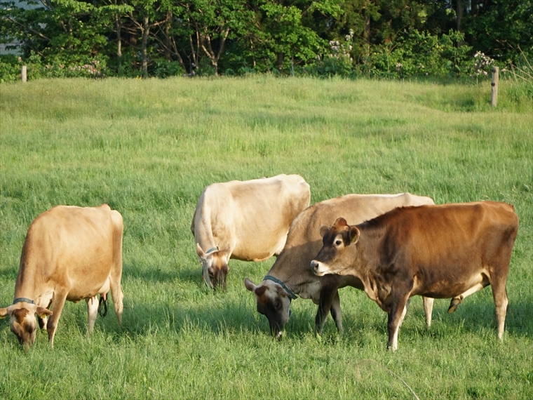 由利原高原で牛が草を食べている様子（由利本荘）