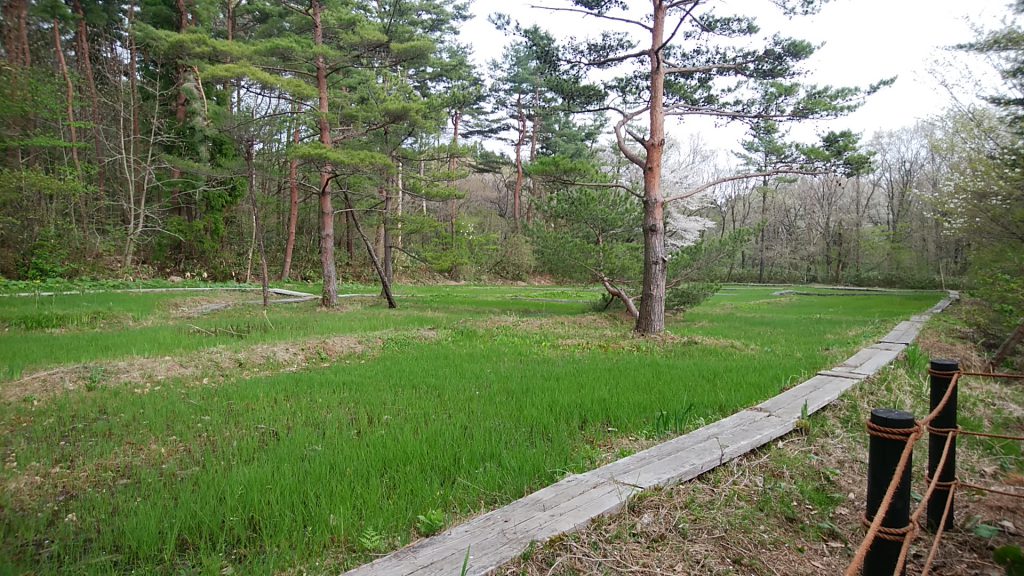 白井新田のハッチョウトンボ棲息地