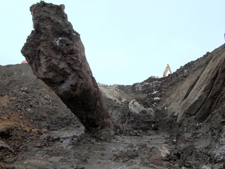 約２５００年前の鳥海山噴火の山体崩壊によって地底に埋没していた樹木を掘り出す様子