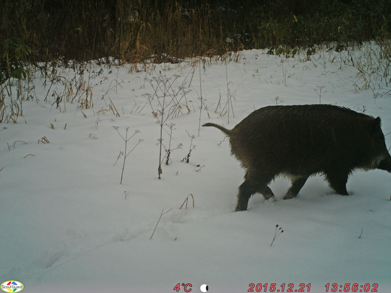 雪上を歩くイノシシ