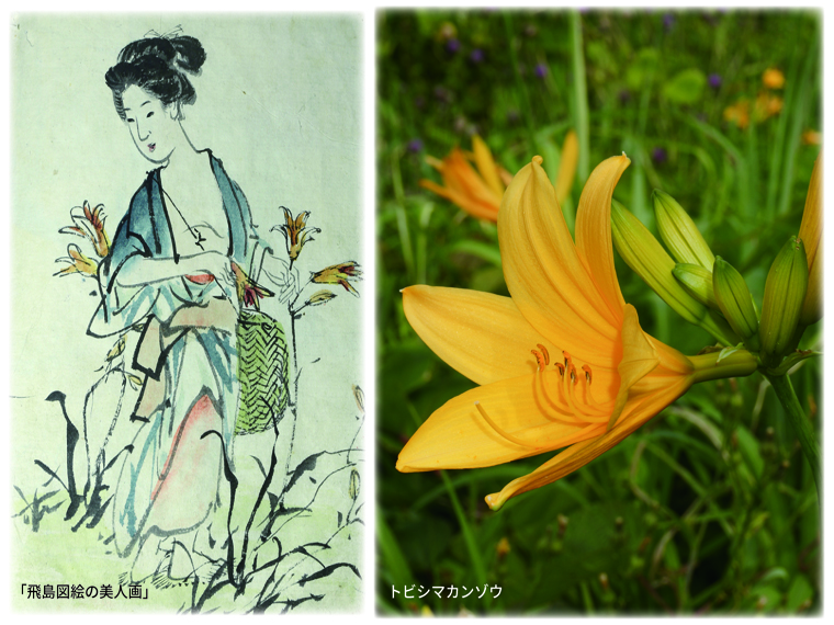 飛鳥図絵の美人画とトビシマカンゾウの写真