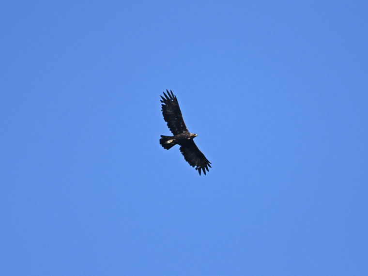 空高く羽ばたくイヌワシ