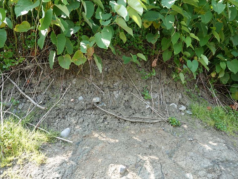 飛島の津波堆積物