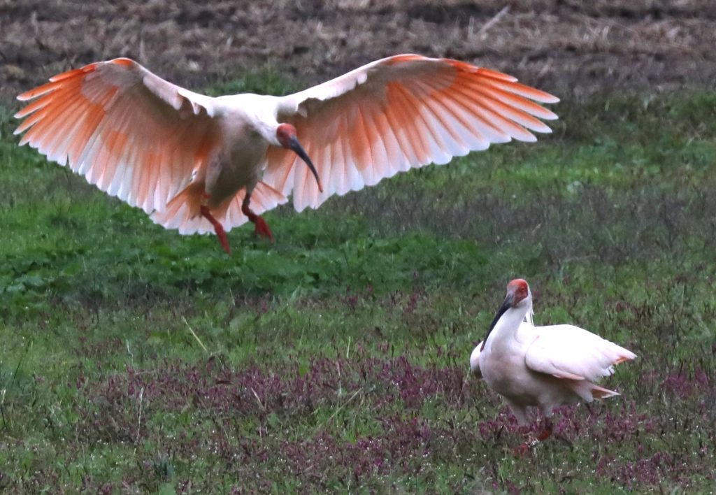 本州での定着が待たれる佐渡島のトキ