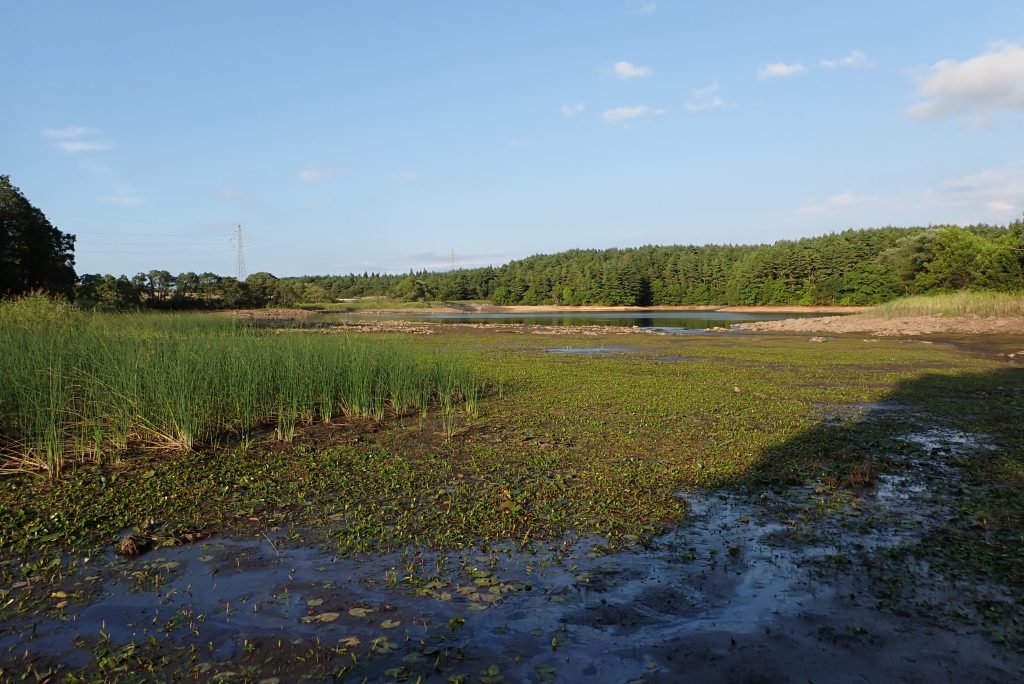 渇水状態のため池（冬師湿原扇谷地ため池）