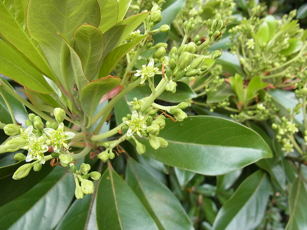 ヤブツバキの花芽前の様子