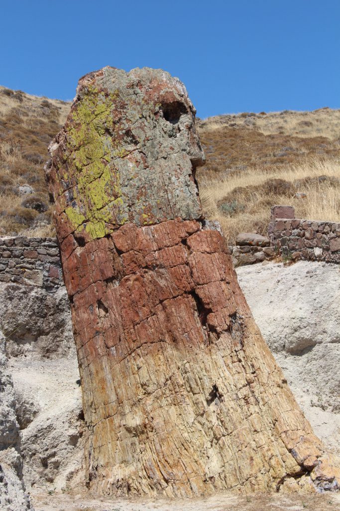 レスボス島を代表するセコイアの珪化木