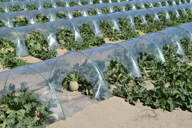 庄内砂丘メロン