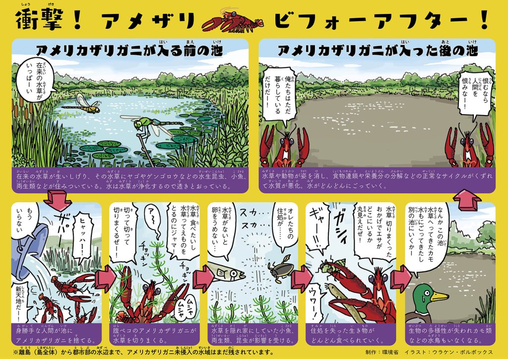 アメリカザリガニによる池の影響（漫画）