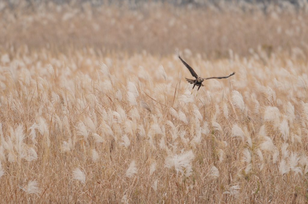 草原に舞うチュウヒ（最上川河川敷にて）