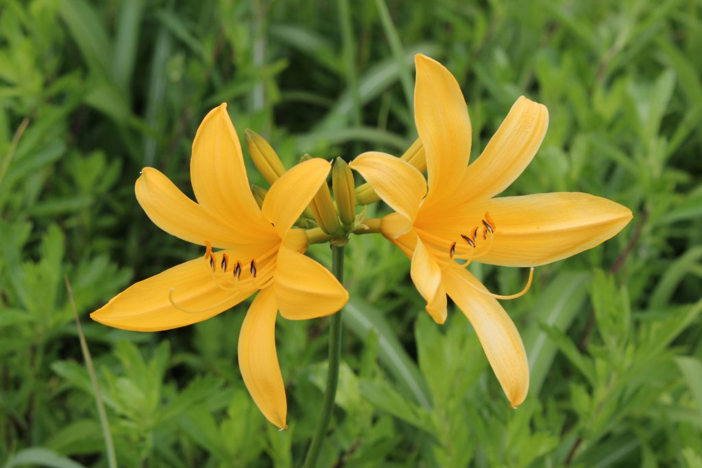 飛島のトビシマカンゾウ