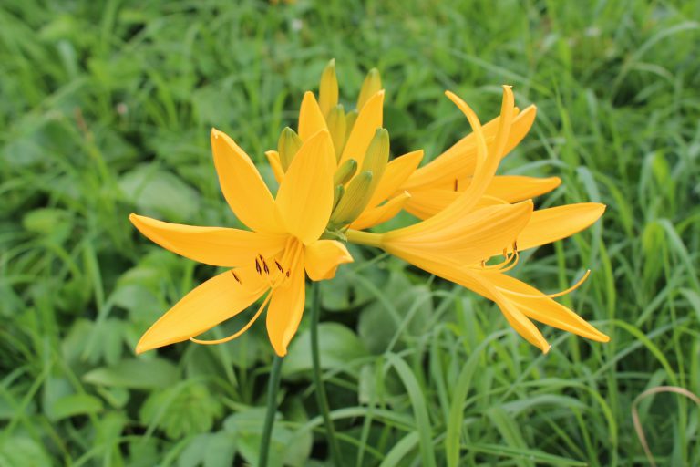 鳥海山のニッコウキスゲ