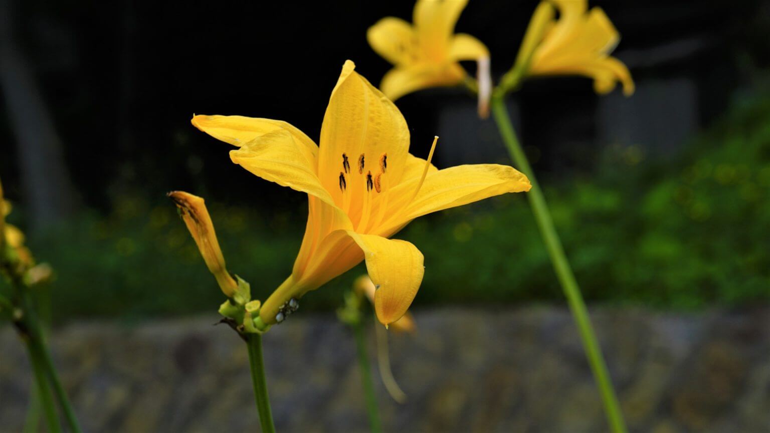 色鮮やかなトビシマカンゾウ